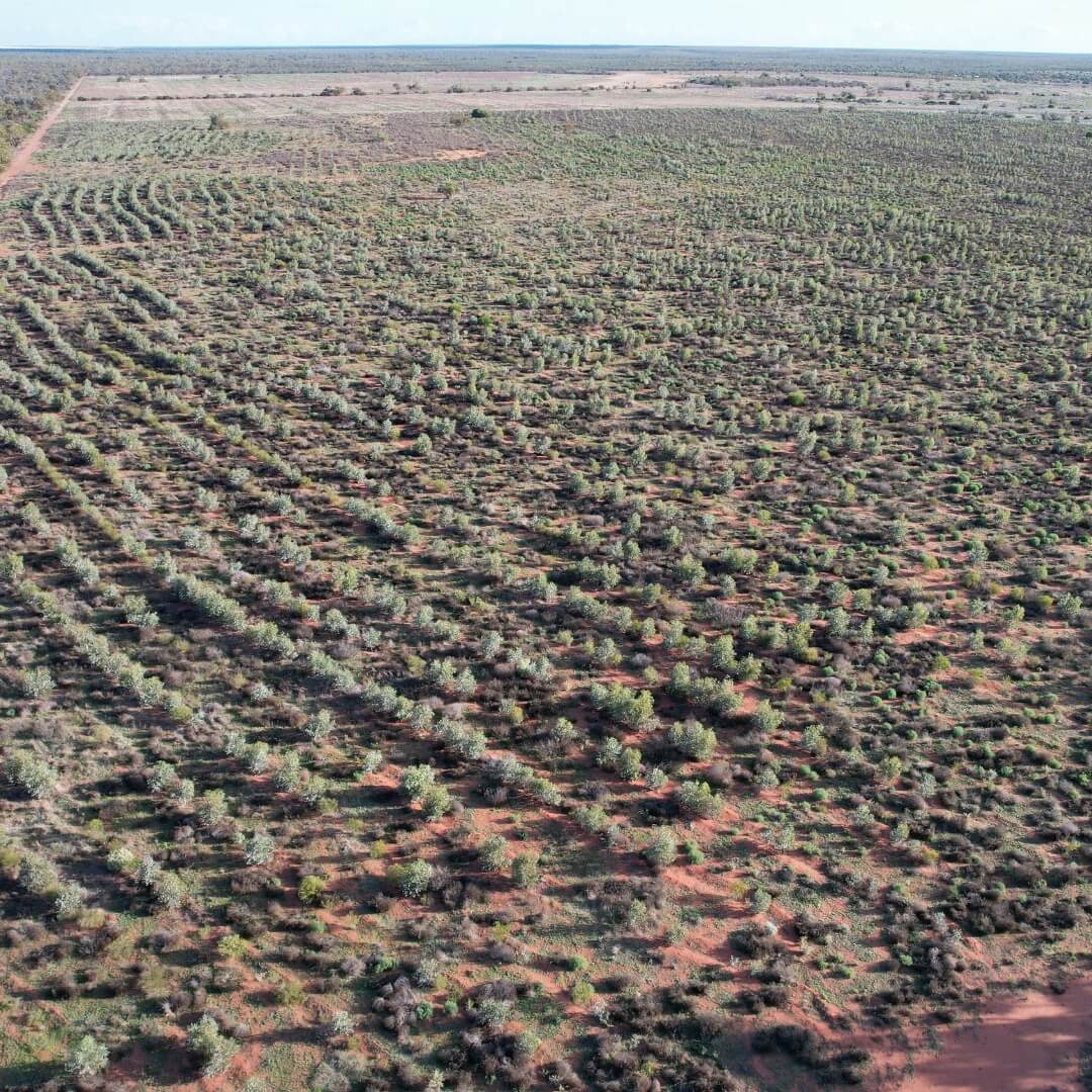 Carbon Positive Australia - Tree Planting 2022