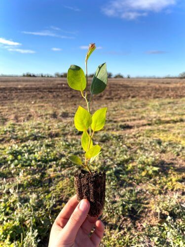 Carbon Positive Australia - Tree Planting 2021