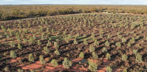 Carbon Positive Australia - Tree Planting 2022