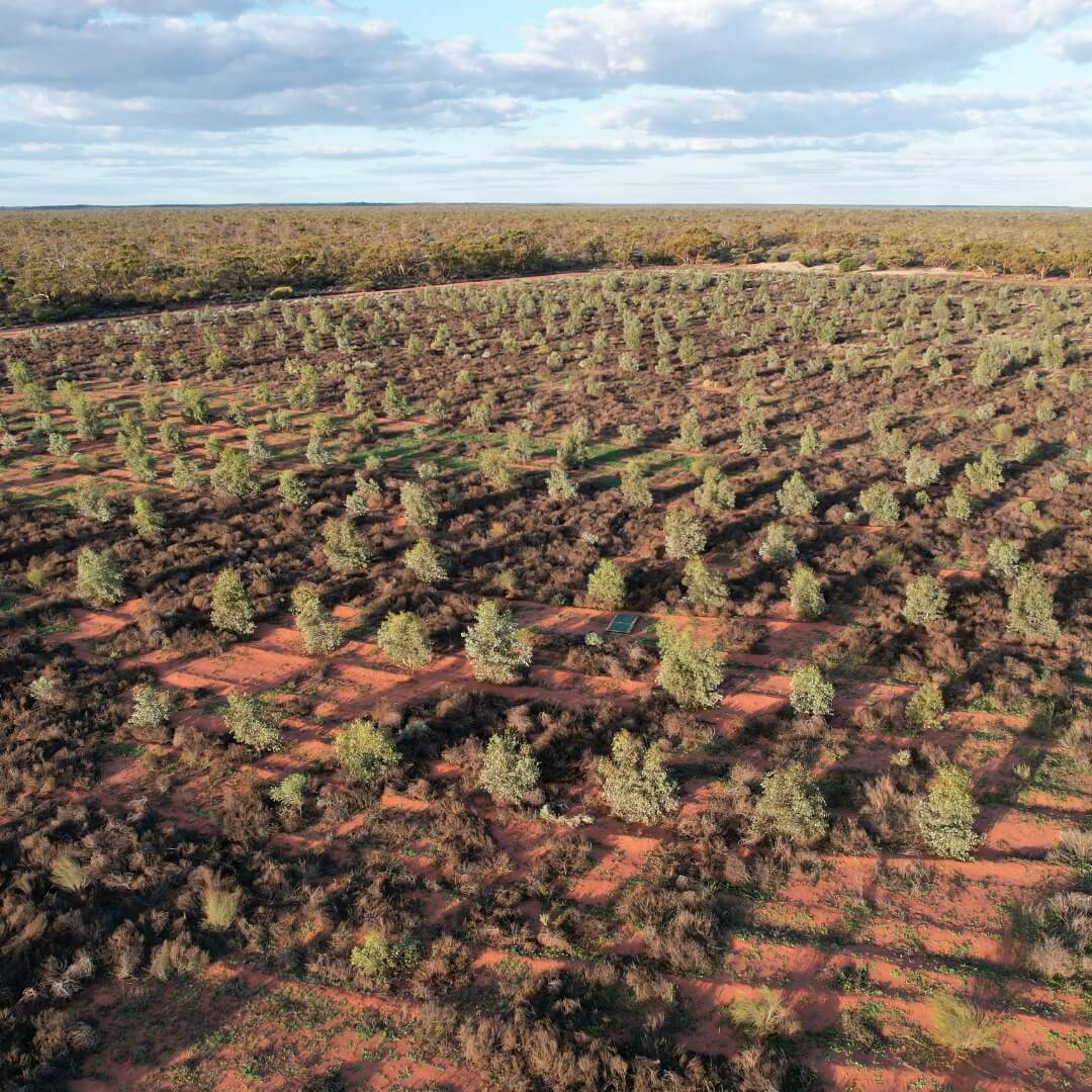 Carbon Positive Australia - Tree Planting 2022