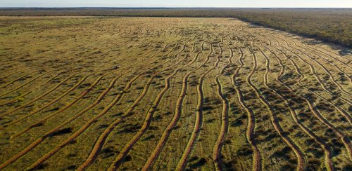 Carbon Positive Australia - Tree Planting 2023